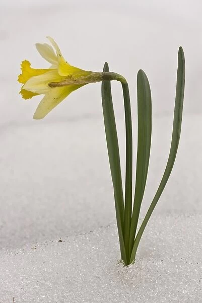 Wild Daffodil (Narcissus pseudonarcissus) flowering, after heavy late snowfall, France, March