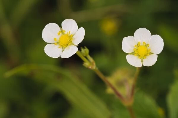 Wild Strawberry (Fragaria vesca) close-up of flowers, College Lake Nature Reserve, Hertfordshire, England, June