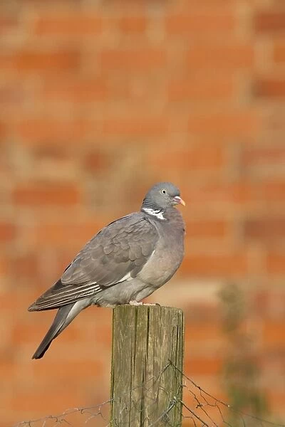 Wood Pigeon on fencing post with red brick wall behind