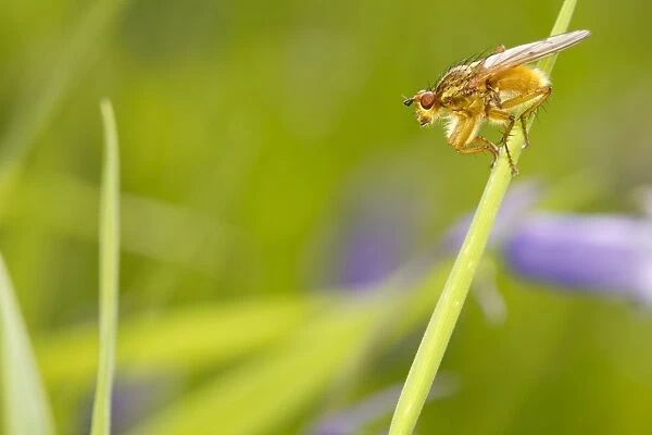 Yellow Dungfly (Scathophaga stercoraria) adult, resting on grass, Powys, Wales, June