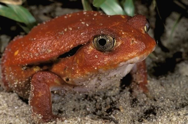 Africa, Madagascar. Tomato frog (Dyscophus antongili)