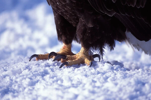 bald eagle, Haliaeetus leucocephalus, talons on a snow, Kachemak bay, southcentral Alaska