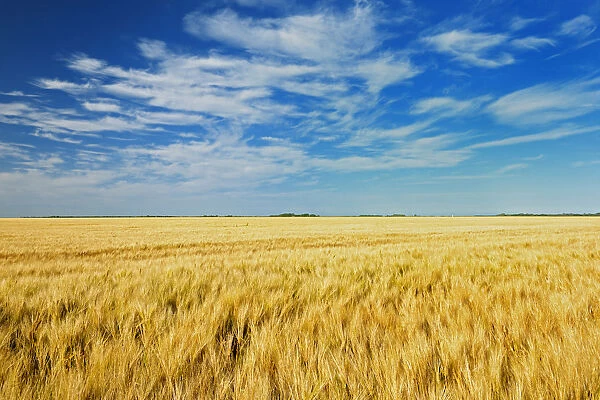 Canada, Manitoba, Myrtle. Crop field of two-row barley