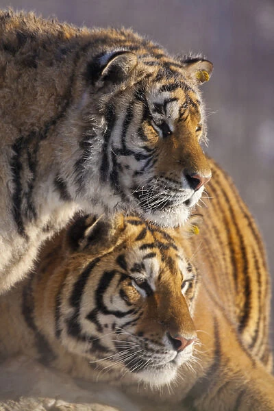 China, Harbin, Siberian Tiger Park. Affectionate Siberian tigers
