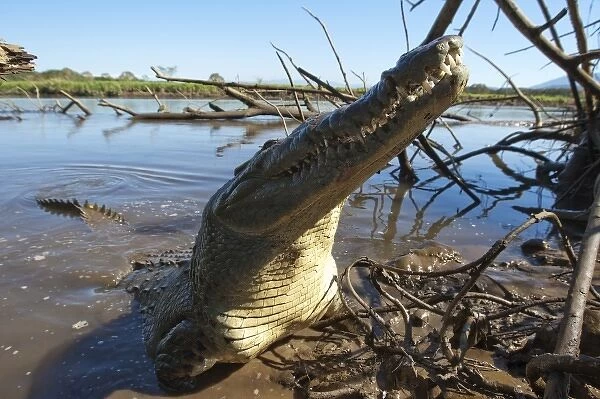 Costa Rica, Tarcoles, American Crocodile (Crocodylus acutus) emerges from muddy water