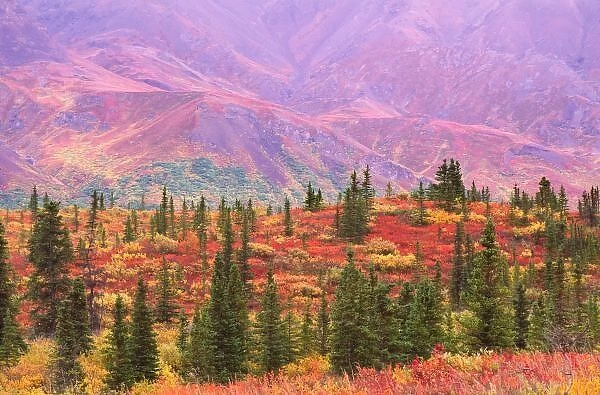 Fall color in Denali National Park