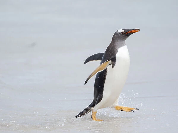 Gentoo penguin coming ashore on a sandy beach in the Falkland Islands in January