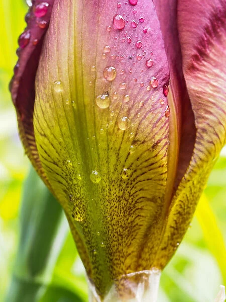Iris bud covered with water
