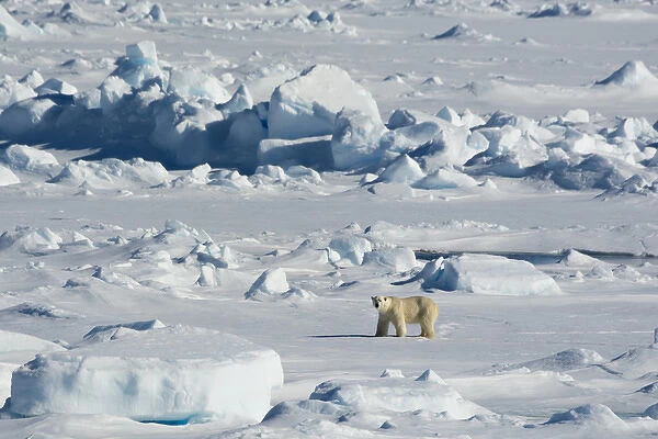Norway. Svalbard. Hinlopen Strait. Polar bear (Ursus maritimus) walking on the drift ice