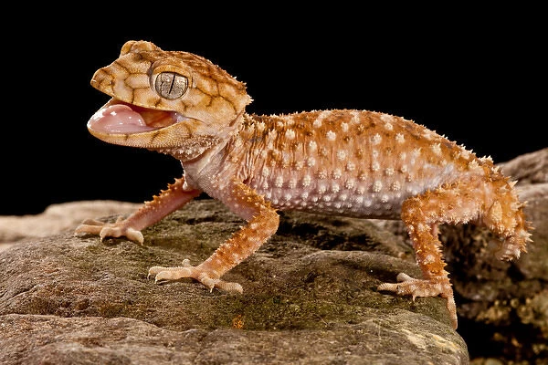 Rough Knob-tail Gecko, Nephrurus amyae, Native to Western Australia, Habitat: Desert