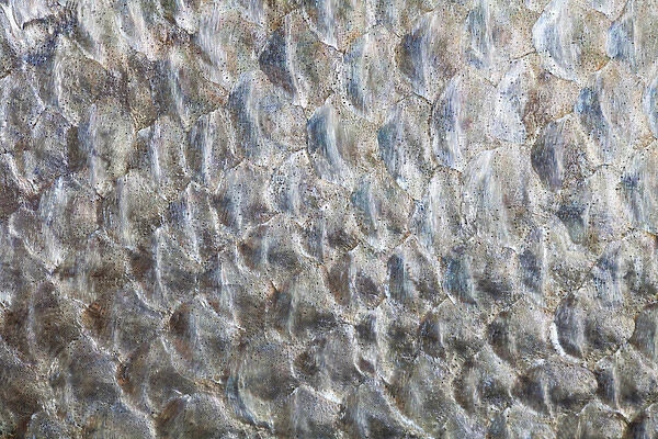 USA, Washington. Detail abstract of fish scales