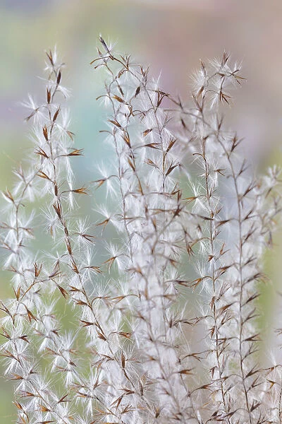 USA, Washington State, Seabeck. Seed head of Miscanthus sinensis grass. Credit as