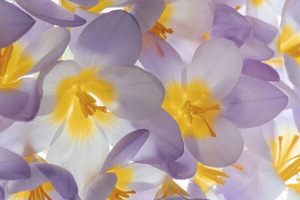 USA, Washington State, Seabeck. Spring crocus flowers close-up