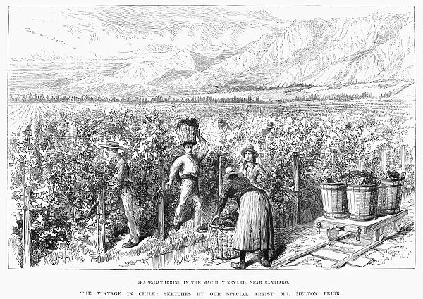 CHILE: WINE HARVEST, 1889. Harvesting grapes at the Macul vineyards near Santiago, Chile. Wood engraving, English, 1889