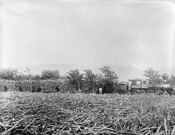 HAWAII: SUGAR CANE, 1915. A trainload of sugar cane during a harvest in Hawaii