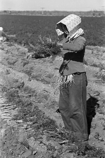 MIGRANT WORKER, 1939. Mexican girl bunching carrots near Edinburg, Texas