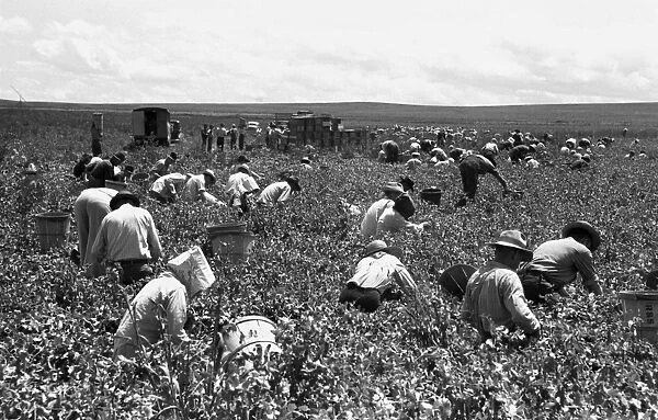 PEA PICKERS, 1941. Migrant workers picking peas, Nampa, Idaho. Photograph by Russell Lee