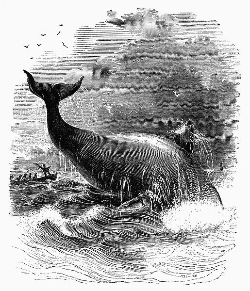 WHALE BREACHING, 1845. Greenland whale breaching as whalers approach. Wood engraving, 1845