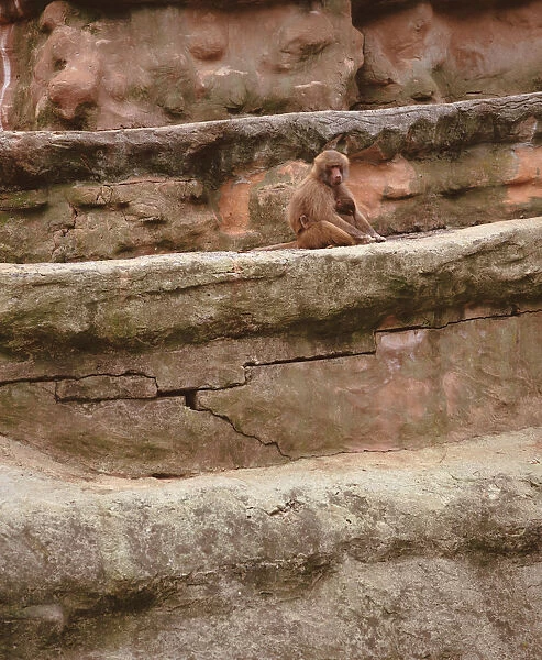 Baboons, Unidentified Papio Species, sitting on rock wall, low angle view