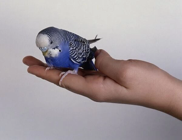 Blue budgerigar perched on hand, close-up