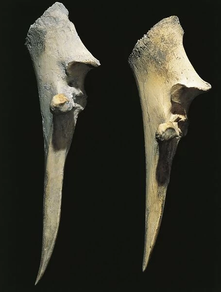 Bone daggers