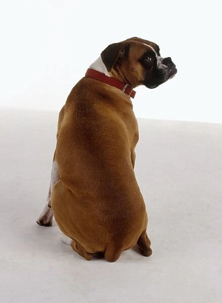 Boxer dog, sitting, looking over shoulder