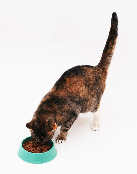 Cat feeding from bowl