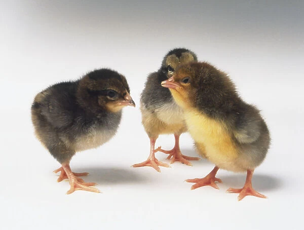 Three chicks (Gallus gallus) standing in a group