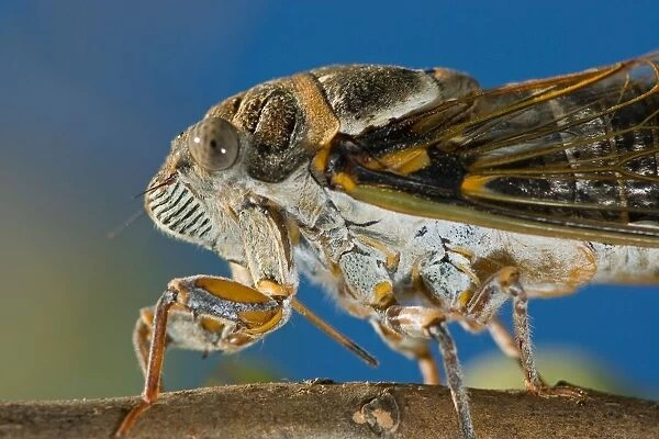 Cicada. Lyristes Plebejus
