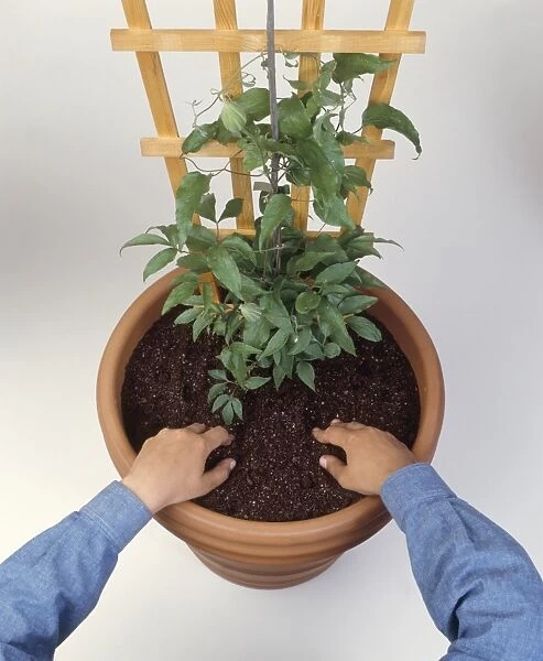 Climbing plant in pot with wooden support, hands filling in compost, close-up