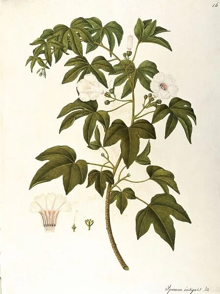 Convolvulaceae, Giant Potato (Ipomea insignis), perennial plant native to tropical regions, by Angela Rossi Bottione, watercolor, 1812-1837