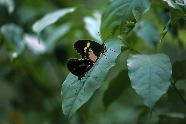 Costa Rica, Puerto Jiminez, Crocodile Bay Lodge, butterflies mating on leaf