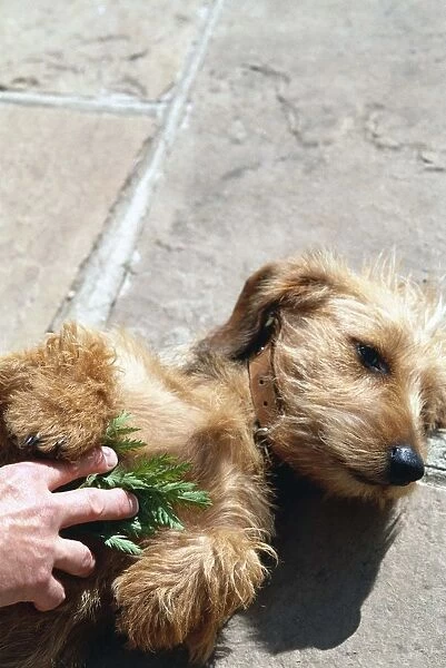 Dog lying on back with human hand rubbing tansy leaves on chest of dog as a deterrent to fleas