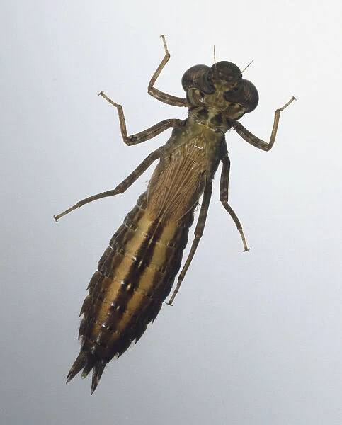 Dragonfly Larva (Odonata), close up