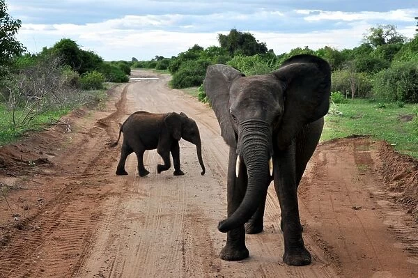 Elephants. Chobe National Park. Botswana