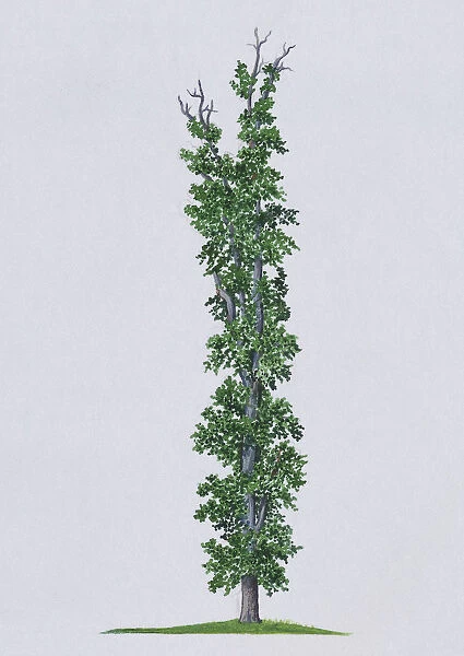 Eucryphia cordifolia (Ulmo)