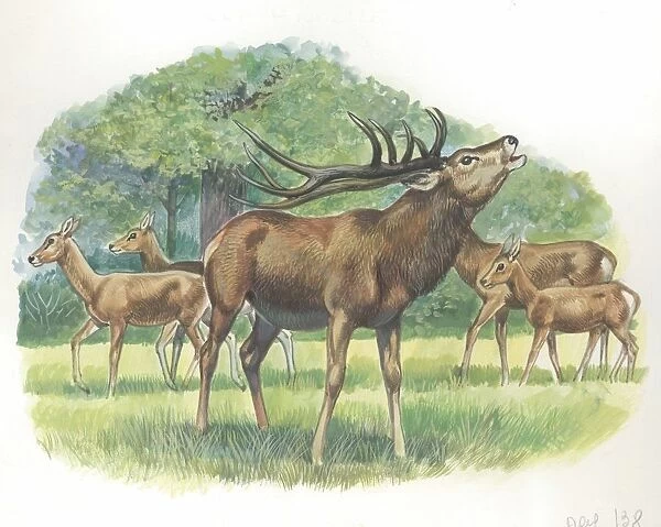 Family of Red Deers Cervus elaphus, illustration