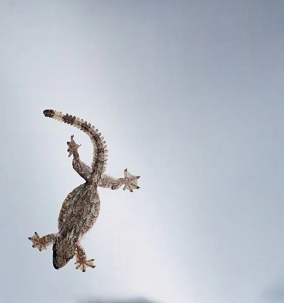 A gecko in flight
