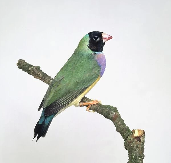 Gouldian finch (Erythrura gouldiae) perching on a branch, side view