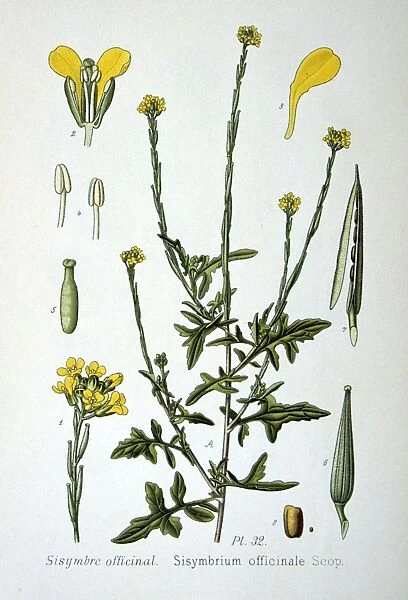 Hedge Mustard (Sisymbrium officinale) a weed of arable and wasteland, native to Europe
