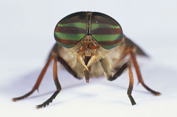 Horsefly (Tabanidae), close up of large black-green compound eyes, front view