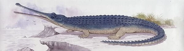 Illustration representing Teleosaurus