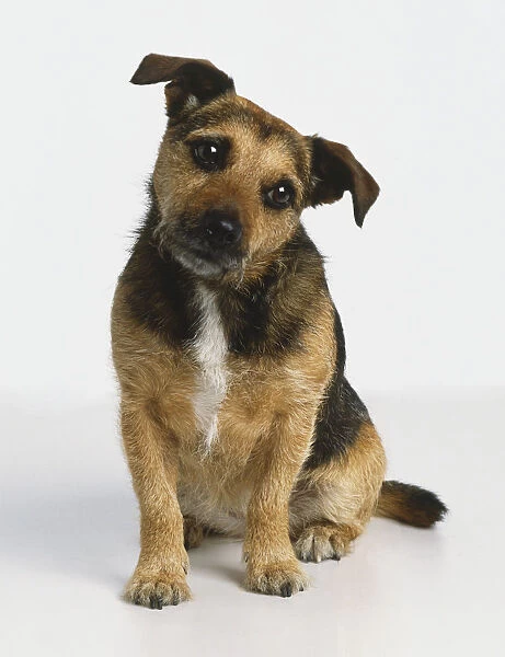 Jack Russell Terrier, Domestic Dog, canis familiaris, sitting and tilting its head sideways