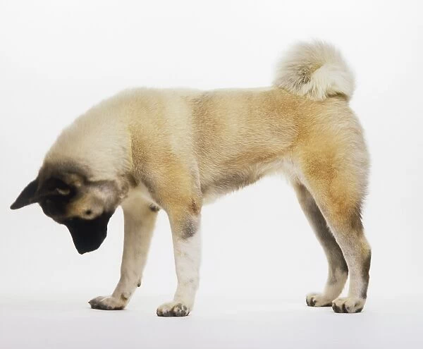 Japanese Akita dog standing, looking down, side view
