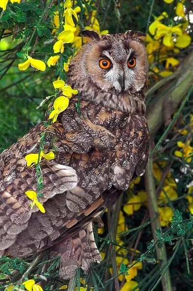 Long-eared Owl. Asio Otus