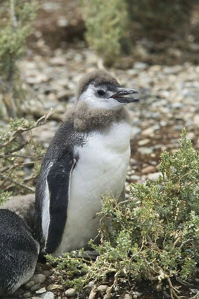 A Magellanic Penguin chick, on an island in Ria Deseado, Puerto Deseado, Patagonia, Argentina
