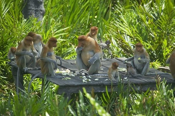 Malaysia, borneo, sabah, labuk bay proboscis monkey sanctuary, proboscis monkeys sitting on wooden platform in forest