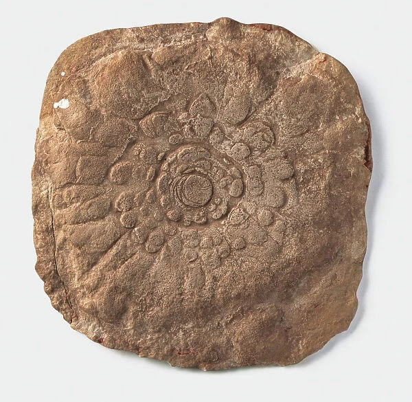 Mawsonites (Trace fossil), petal-like impression in sandstone, late Precambrian era