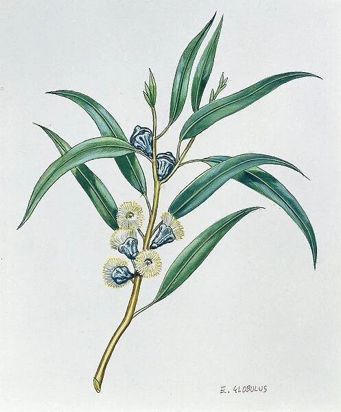 Myrtaceae, Leaves and flowers of Tasmanian Blue Gum Eucalyptus globulus, illustration