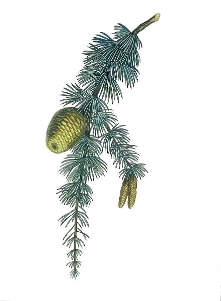 Pinaceae, Leaves and cones of Atlas cedar Cedrus atlantica, illustration
